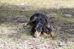 Dogs: Millie