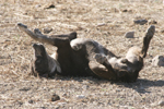 Dogs: A Good Scratch
