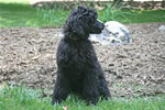 Dogs: Black Dog