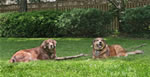 Dogs: Coco & Dundee 4
