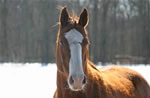 Horses: Cody