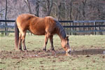 Horses: Creeco