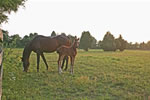 Horses: Curious Baby