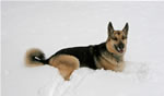Dogs: Gertie
