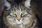 Cats: Mephistopholes