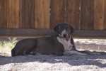 Dogs: Monday