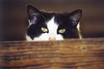 Cats: Phantom