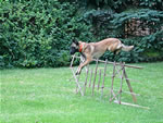 Dogs: Taking the Jump