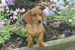Dogs: The Toots