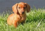 Dogs: Tootsie in the Grass