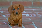 Dogs: Tootsie with a Sad Face