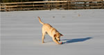 Dogs: Wyatt