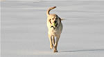 Dogs: Wyatt