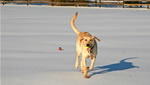 Dogs: Wyatt